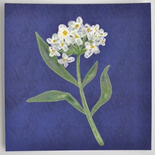 Sweet Alyssum Giclee Art Print 8” x 8”