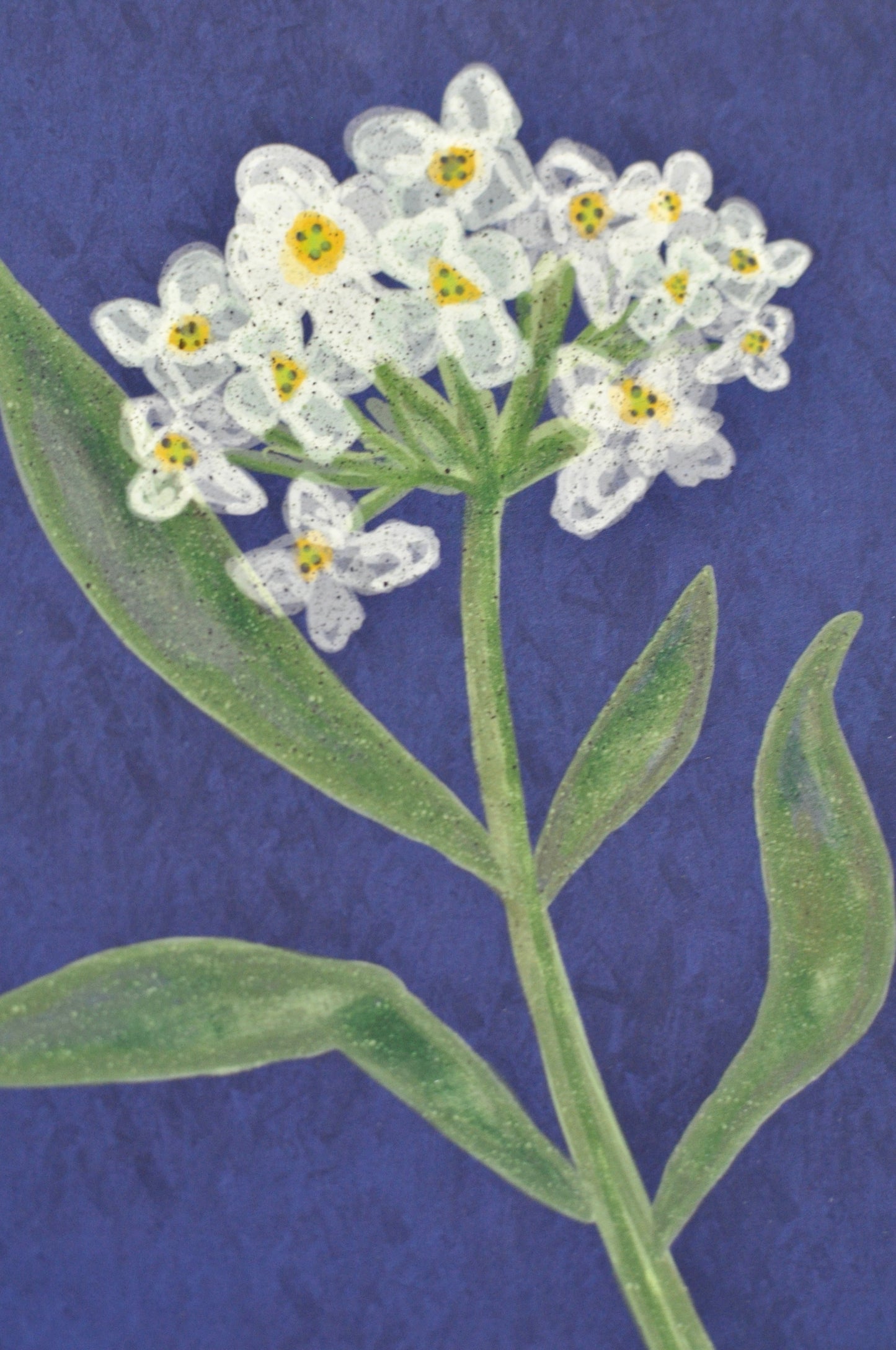 Sweet Alyssum Giclee Art Print 8” x 8”